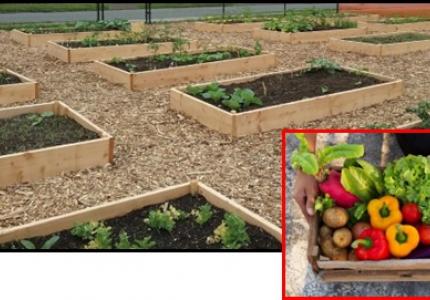 Community garden plots, basket of vegetables