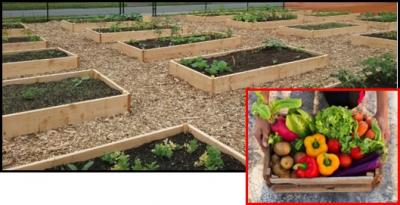 Community garden plots, basket of vegetables